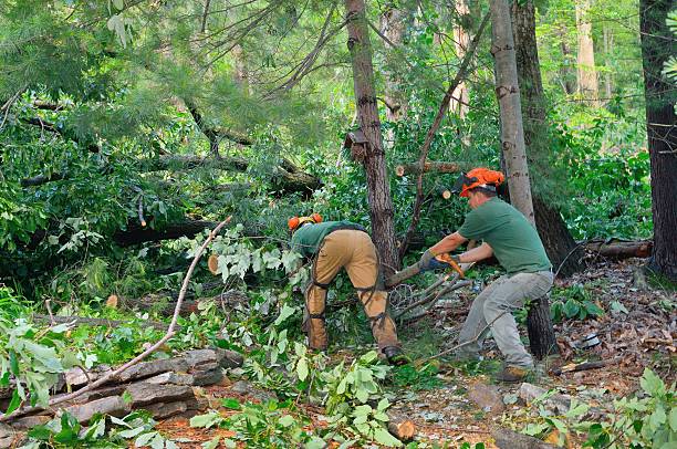 How Our Tree Care Process Works  in  Stewartville, MN