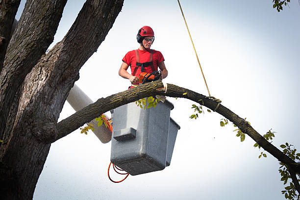 Leaf Removal in Stewartville, MN