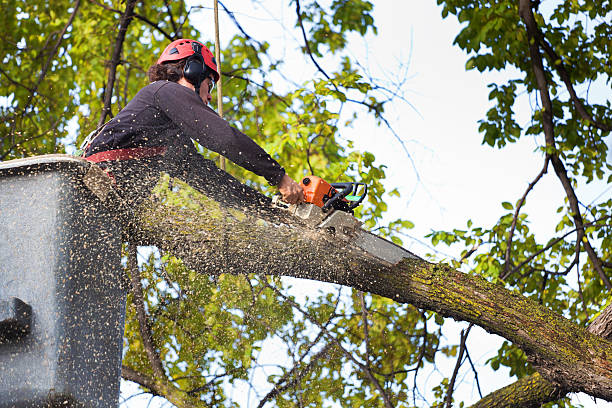 Reliable Stewartville, MN Tree Services Solutions
