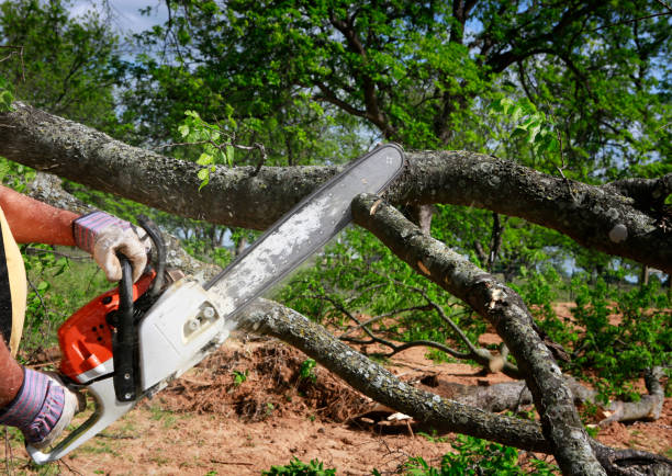 Leaf Removal in Stewartville, MN